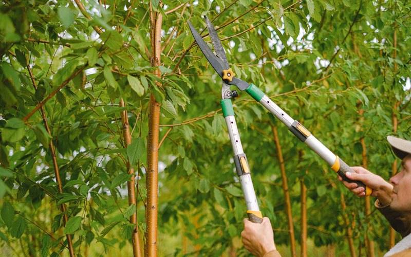 Tree trimming in Beaver, OR